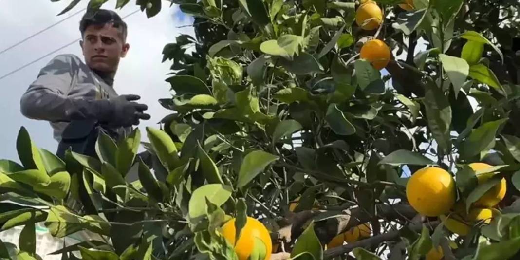 17 yıl önce coğrafi işaret almıştı! Antalya’da hummalı hasat başladı: 300.000 ton rekolte bekleniyor 4